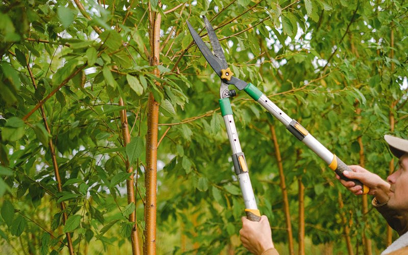 Tree trimming in Ashippun, WI